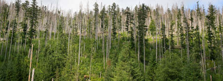 Dead trees in Tatra Mountain, Poland. Old forest Ecology damaged scenery.
