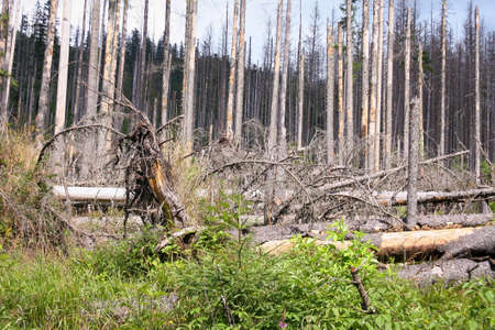 Dead trees in Tatra Mountain, Poland. Old forest Ecology damaged scenery.