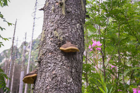 mushrooms or fungus on a tree trunk.