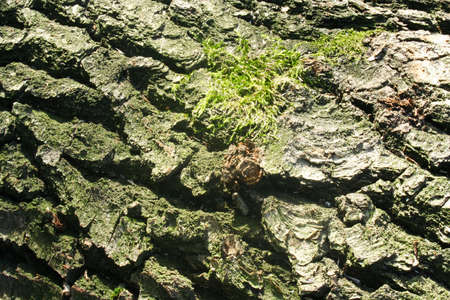 Embossed texture of the brown bark of a tree with green moss and lichen on it.