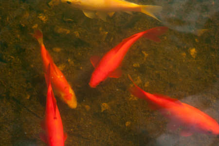 Red and yellow farmed fish under waterの写真素材