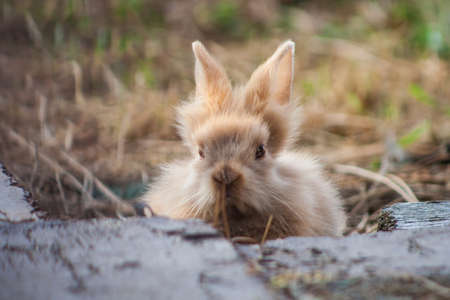 A young miniature rabbit. Close-up of a brown rabbit with big raised ears. A beautiful portrait of a little bunny.の写真素材