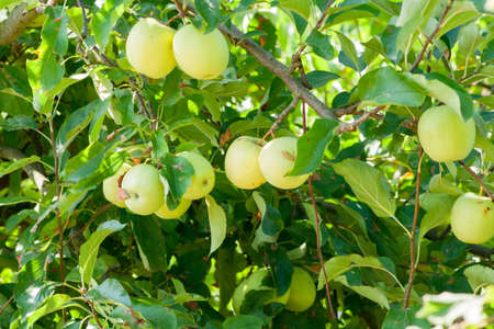 A lot of ripening apples hanging on a tree branch. Apples on a tree in orchard