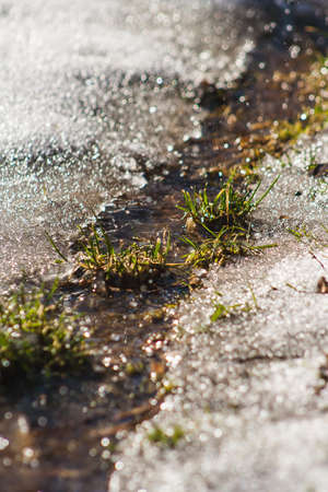 Melting snow and green grass appearing. End of winter. Spring is coming