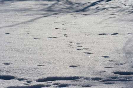Traces of animals in snow. Deer, moose, wolf, fox, dog, cat paws footprints in the forest. Concept...