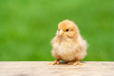 One day chick on wooden table with light nature backdrop. Single easter bird background. Baby...