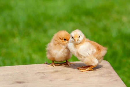 Newborn chicken family. Animal friendship. Couple love bird on green grass background.の写真素材