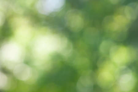 Green leaf bokeh pattern background for design. Abstract blur green color for background, blurred...