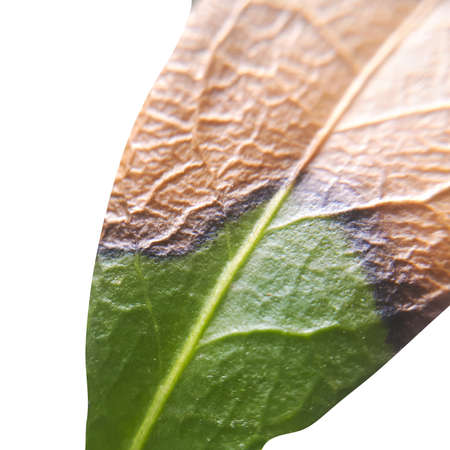 Green leaf isolated on white background.の写真素材