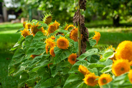 Yellow sunflowers. Field of sunflowers, rural landscape. yellow flower of the Sunflower or Helianthus Annuus blooming in the farm.の写真素材