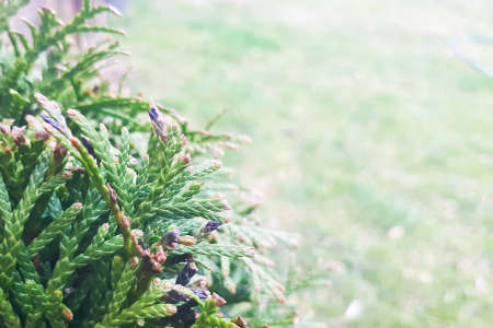 Nature background with green coniferous branch in left side and copy space in right side.の写真素材