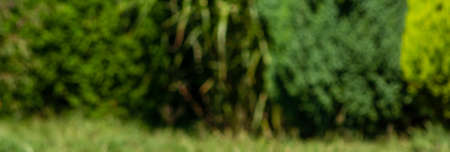 Abstract dark green spring panorama.の写真素材