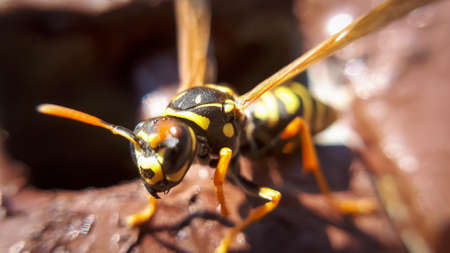Closeup macro wasp. Details of yellow dangerous animal.