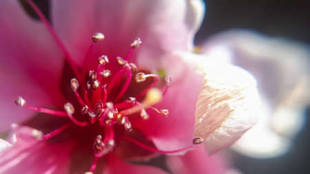 Macro cherry blossom flower. Closeup view.の写真素材