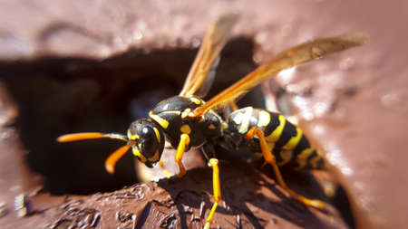 Closeup macro wasp. Details of yellow dangerous animal.