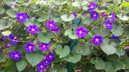 Decorative purple flowers of peas in the garden