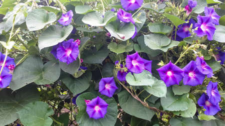 Decorative purple flowers of peas in the garden