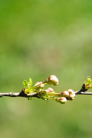 Branch of cherries on a green background. The first days of spring. Flowers appear and begin to flourish.の写真素材