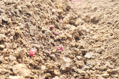 Pink seeds in a flower bed. Planting vegetables in your home garden.の写真素材