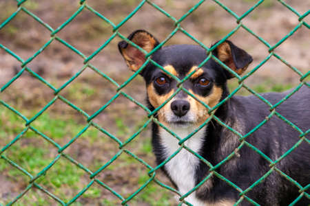 Abandoned and homeless dog in an animal shelter. A sad dog looks behind a metal mesh with sad eyes...