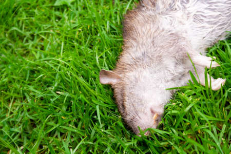 Dead rat lying on green grass. Poisoned rat in outdoor garden lawn.の写真素材