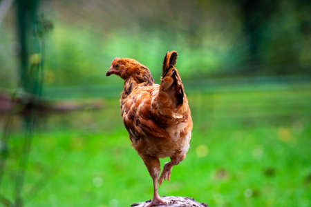 Young chicken from back stand on one leg on green outdoor background in farmの写真素材