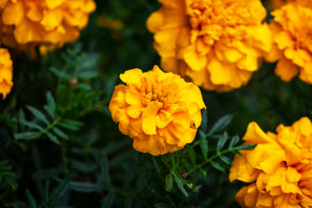 Marigold flower blossom in garden. Head of orange and yellow marigold plant