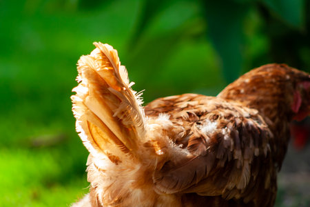 close up of a chicken in farm or garden. Brown henの写真素材