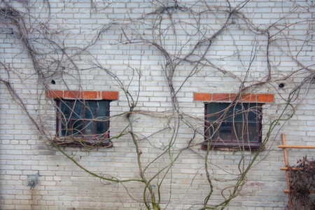 Old building with plant. Abandoned houseの写真素材