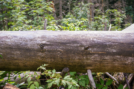 moss on the tree. natural green woods. Forest parkの写真素材