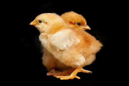 Cure two easter chicken on black background. Newborn couple chick. Friendship animal themeの写真素材