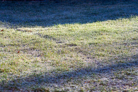 moss on the ground grass. Spring morning meadowの写真素材