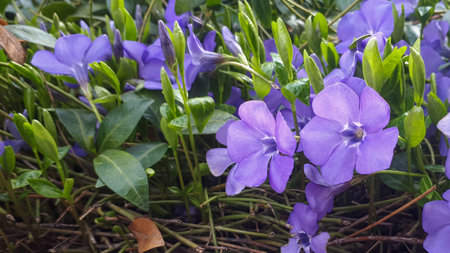 Purple Vinca Minor Periwinkle flowers in outdoor garden. Purple blue flowers of periwinkle.の写真素材