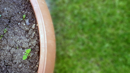 Part of the flowerpot in the garden and next to the green grass. Empty copy space outdoor gardening...