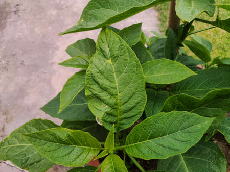 Closeup of datura leaves. Green toxic leaves in home garden