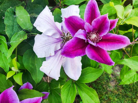 Purple clematis flowersMany bloom pink clematis flower in garden. Flowers of clematis over green background. Flowers of perennial clematis vines in the garden.の写真素材