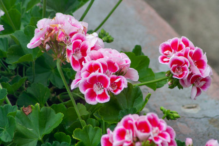 Geranium flowers in the garden. Pink geranium with many beautiful flowers. Close up image of bright...