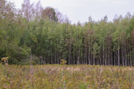 autumn woods. Tree trunk outdoors. Natural environment concept. park view