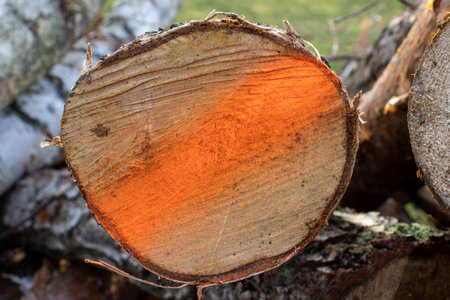 A felled tree with an orange spray-painted line by a forester