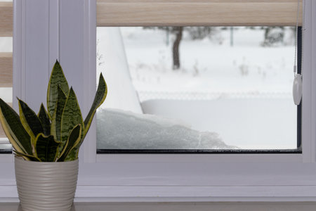 Modern residential window with snow landscape and green plant on a windowsill