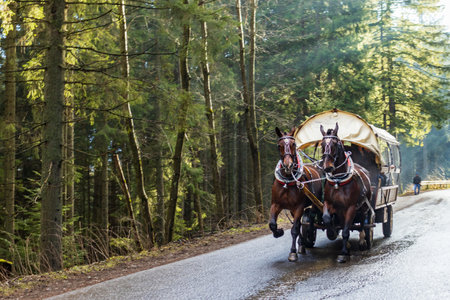 Horse-drawn cart with tourists on the way to Morskie Oko. people move to Lake Morskie Oko moved by...
