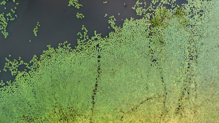 Aerial view of vibrant green lily pads covering the surface of a dark water body showcasing the beauty of nature tranquility and ecological balance.の写真素材