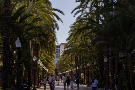 Alicante Spain - July 17 2025: A vibrant scene of people strolling along a palm-lined promenade in the heart of Alicante enjoying the sunny day and lush surroundings.のeditorial素材
