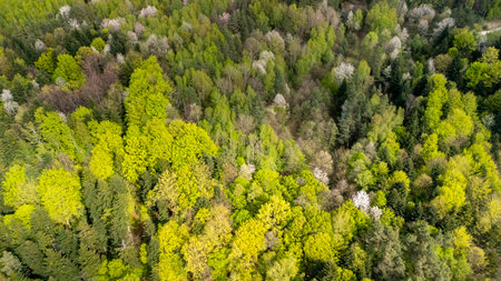 Aerial view of a vibrant forest in spring showcasing different shades of green along with blooming trees. Ideal for nature-themed projects and environmental awareness.の写真素材