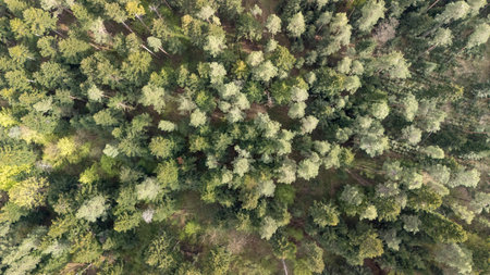 Aerial view of a densely wooded forest showcasing a variety of trees in shades of green. This...