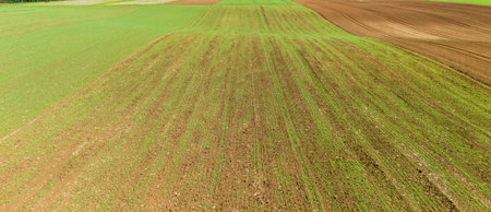 Aerial view of green agricultural fields with freshly sown rows contrasting against brown soil....
