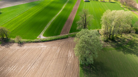 Aerial view of vibrant green and brown farmland featuring lush fields and scattered trees. The image captures the essence of rural agriculture in spring with clear skies and vivid colors.の写真素材