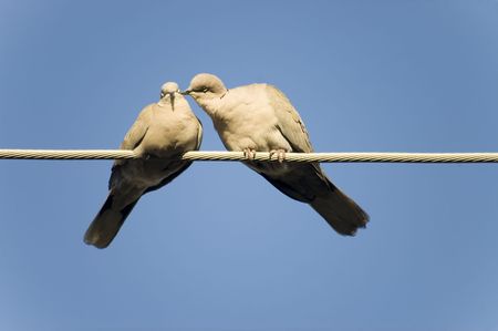 Turtledoves on power lineの写真素材