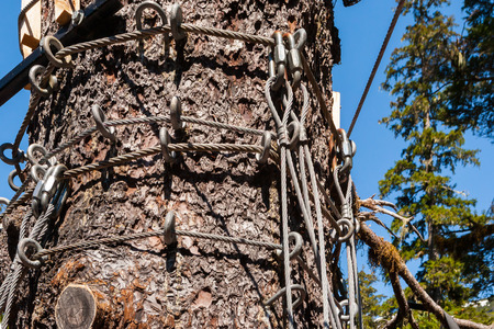 Zip line wires around tree trunkの写真素材