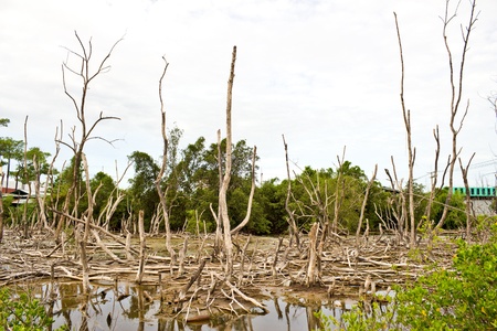 Conservation of mangroves の写真素材
